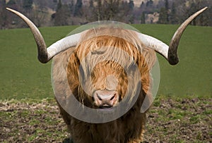 Highland Bull