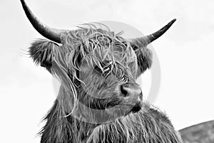 Highland Bull BW