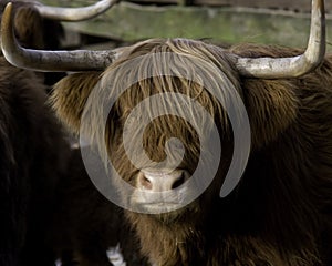 Highland bull