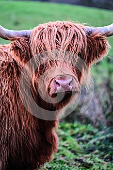 Highland bull head