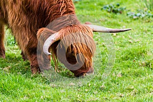 Highland bull in Scotland