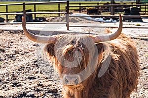 Highland bull with a very long tuft of reddish brown  hair on a cattle ranch