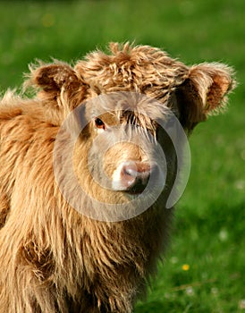 Highland calf