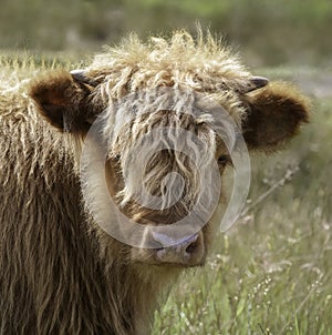 A Highland calf