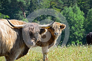 Highland calf and cow