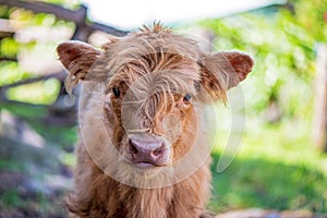 Highland Calf on farm