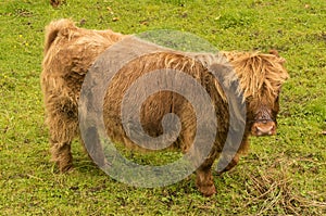 Highland Calf in the field.