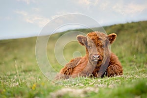 Highland calf laying down