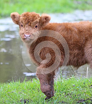 Highland calf lifting front leg