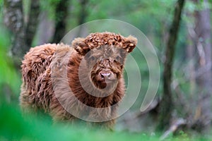 Highland calf at the Veluwe in The Netherlands photo