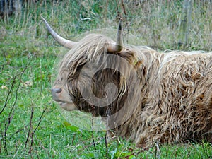 Highland calves