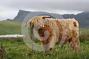 Highland Cattle