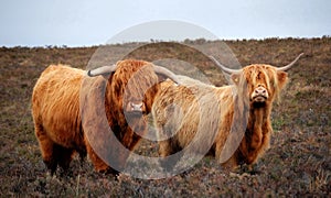 Highland Cattle.