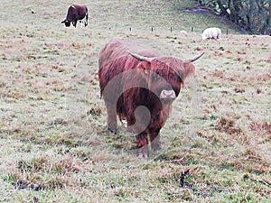 The Highland cattle