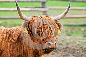 Highland Cattle