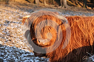 Highland cattle