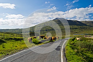 Highland Cattle