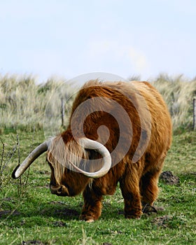 Highland Cattle