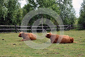 Highland cattle