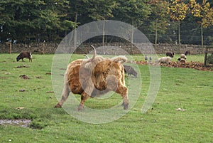 Highland cattle