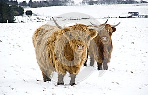 Highland cattle