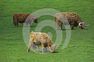 Highland cattle