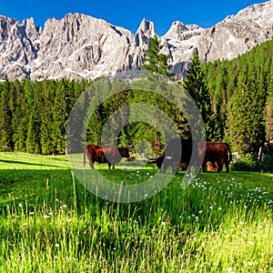 Highland Cattle In  Alps