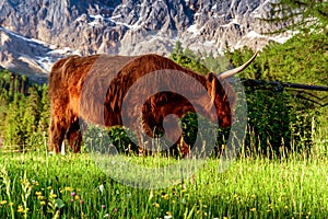 Highland Cattle In  Alps