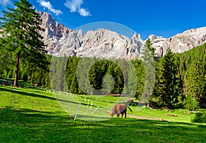 Highland Cattle In  Alps