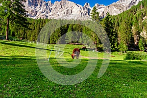 Highland Cattle In  Alps