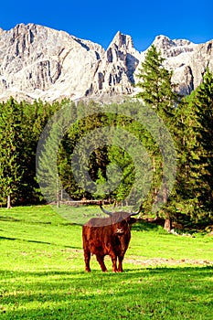 Highland Cattle In  Alps