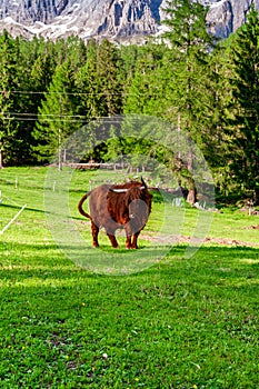 Highland Cattle In  Alps