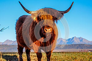Highland cattle - ancient scottish cows breed, grazing in Slovakia Tatra mountains