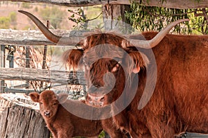 Highland Cattle in Australia