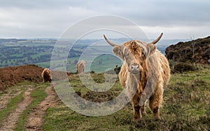 Highland cattle at Baslow Edge