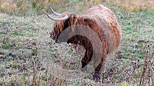 Highland cattle - Bo Ghaidhealach -Heilan coo - a Scottish cattle breed with characteristic long horns and long wavy