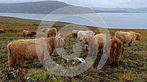 Highland cattle - Bo Ghaidhealach -Heilan coo - a Scottish cattle breed with characteristic long horns and long wavy