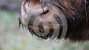 Highland cattle - Bo Ghaidhealach -Heilan coo - a Scottish cattle breed with characteristic long horns and long wavy