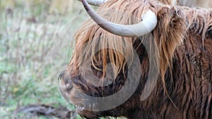 Highland cattle - Bo Ghaidhealach -Heilan coo - a Scottish cattle breed with characteristic long horns and long wavy