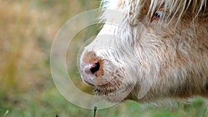 Highland cattle - Bo Ghaidhealach -Heilan coo - a Scottish cattle breed with characteristic long horns and long wavy