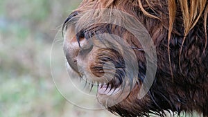 Highland cattle - Bo Ghaidhealach -Heilan coo - a Scottish cattle breed with characteristic long horns and long wavy