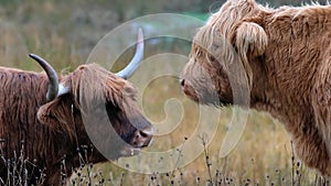 Highland cattle - Bo Ghaidhealach -Heilan coo - a Scottish cattle breed with characteristic long horns and long wavy