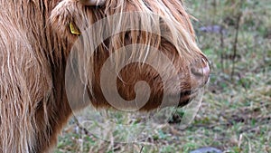 Highland cattle - Bo Ghaidhealach -Heilan coo - a Scottish cattle breed with characteristic long horns and long wavy