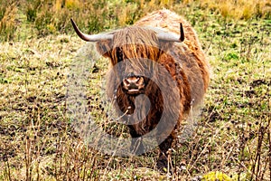 Highland cattle - Bo Ghaidhealach -Heilan coo - a Scottish cattle breed with characteristic long horns and long wavy