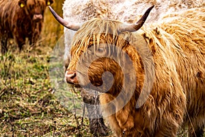 Highland cattle - Bo Ghaidhealach -Heilan coo - a Scottish cattle breed with characteristic long horns and long wavy