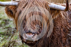 Highland cattle - Bo Ghaidhealach -Heilan coo - a Scottish cattle breed with characteristic long horns and long wavy