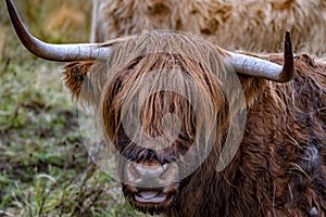 Highland cattle - Bo Ghaidhealach -Heilan coo - a Scottish cattle breed with characteristic long horns and long wavy