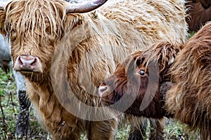 Highland cattle - Bo Ghaidhealach -Heilan coo - a Scottish cattle breed with characteristic long horns and long wavy