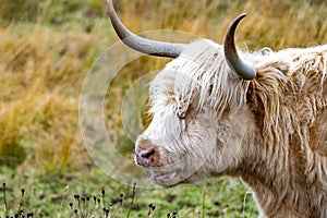 Highland cattle - Bo Ghaidhealach -Heilan coo - a Scottish cattle breed with characteristic long horns and long wavy