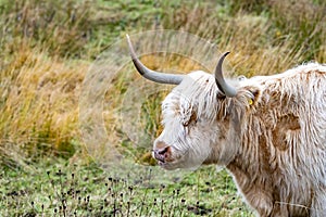 Highland cattle - Bo Ghaidhealach -Heilan coo - a Scottish cattle breed with characteristic long horns and long wavy